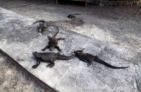 Marine Iguanas (Amblyrhynchus cristatus) (3) Sleeping on the path at Puerto Villamil jetty