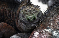 Marine Iguanas (Amblyrhynchus cristatus) (4)