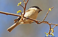 Marsh Tit (Poecile palustris) 1