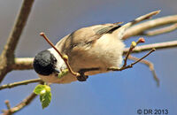 Marsh Tit (Poecile palustris) 2. Extracting grubs from Hazel buds