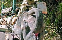 Master mahout Jannu and his elephant Bhandari