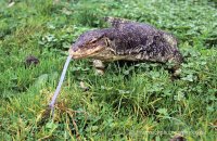 Asian Water Monitor (Varanus salvator) 1