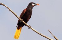 Montezuma Oropendola (Psarocolius montezuma)