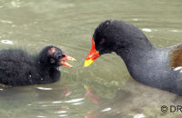 Moorhen and chick (Gallinula chloropus)