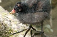 Moorhen chick's large feet (Gallinula chloropus)