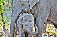Mother and baby elephant at the Elephant Camp