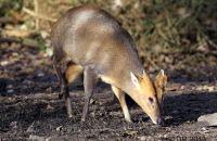 Muntjac searching for food (Muntiacus reevesi) 2