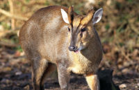 Muntjac (Muntiacus reevesi) 1