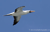 Nazca Booby (Sula granti)