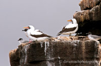 Nazca Boobys (Sula granti) and Swallow-tailed Gulls (Larus furcatus) on Roca Union