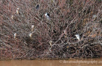 Night Heron (Nycticorax nycticorax) roost
