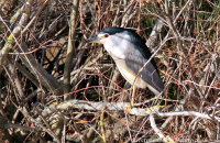 Night Heron (Nycticorax nycticorax)