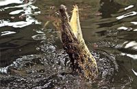 Nile Crocodile leaping for food - (Crocodylus niloticus) 3
