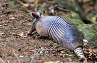 Nine-banded Armadillo (Dasypus noverncinctus) 1