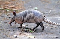 Nine-banded Armadillo (Dasypus noverncinctus) 2