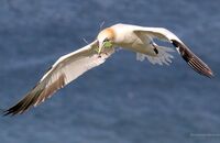 Northern Gannet (Morus bassanus) 1