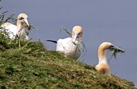 Northern Gannet (Morus bassanus) 2