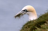 Northern Gannet (Morus bassanus) 3