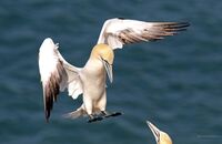 Northern Gannet (Morus bassanus) 4