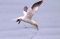 Northern Gannet (Morus bassanus) 5