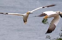 Northern Gannet (Morus bassanus) 6
