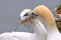 Northern Gannet (Morus bassanus) 7