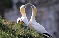 Northern Gannet (Morus bassanus) 8