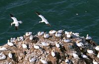 Northern Gannets nesting (Morus bassanus) 9