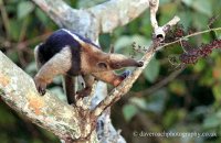 Northern Tamandua (Tamandua mexicana)  2