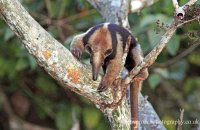 Northern Tamandua (Tamandua mexicana) 1