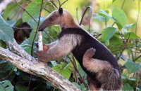 Northern Tamandua (Tamandua mexicana) 4