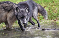 Northwestern Wolf (Canis lupus occidentalis) 10