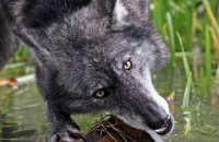 Northwestern Wolf (Canis lupus occidentalis) 11