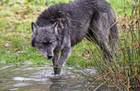 Northwestern Wolf (Canis lupus occidentalis) 12