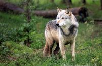 Northwestern Wolf (Canis lupus occidentalis) 1