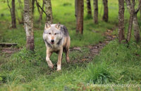Northwestern Wolf (Canis lupus occidentalis) 2