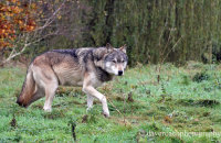 Northwestern Wolf (Canis lupus occidentalis) 3