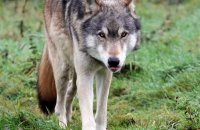 Northwestern Wolf (Canis lupus occidentalis) 4