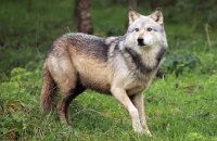 Northwestern Wolf (Canis lupus occidentalis) 5