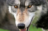 Northwestern Wolf (Canis lupus occidentalis) 6
