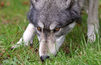Northwestern Wolf (Canis lupus occidentalis) 7