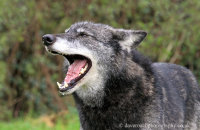 Northwestern Wolf (Canis lupus occidentalis) 8