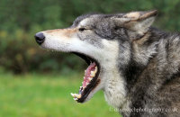 Northwestern Wolf (Canis lupus occidentalis) 9