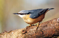 Nuthatch (Sitta europaea) 1