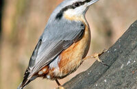Nuthatch (Sitta europaea) 2