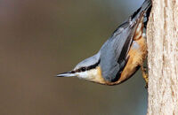 Nuthatch (Sitta europaea) 3
