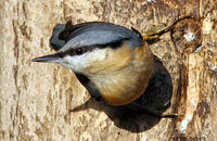 Nuthatch (Sitta europaea) 4