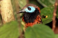 Ocellated Antbird (Phaenostictus mcleannani)