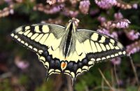 Old World Swallowtail (Papilio machaon)