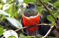 Orange-bellied Trogon (Trogon aurantiiventris)